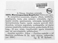 Macrosporium baptisiae image